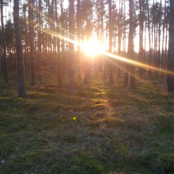 260411-kasztanowe